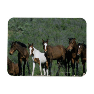 Magnet Flexible Groupe de Chevaux sauvages Mustang