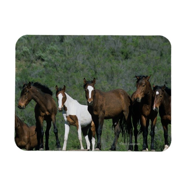 Magnet Flexible Groupe de Chevaux sauvages Mustang (Horizontal)