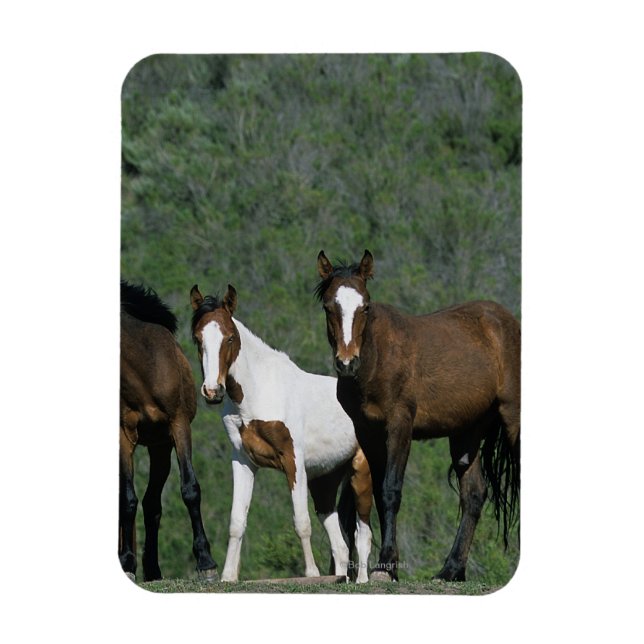 Magnet Flexible Groupe de Chevaux sauvages Mustang (Vertical)