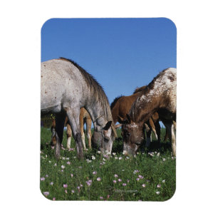Magnet Flexible Groupe de pâturage de chevaux d'Appaloosa