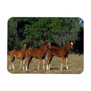 Magnet Flexible Groupe de poulains de pur sang