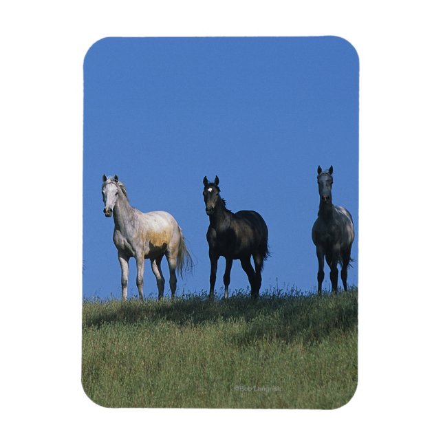 Magnet Flexible Groupe des Arabes (Vertical)