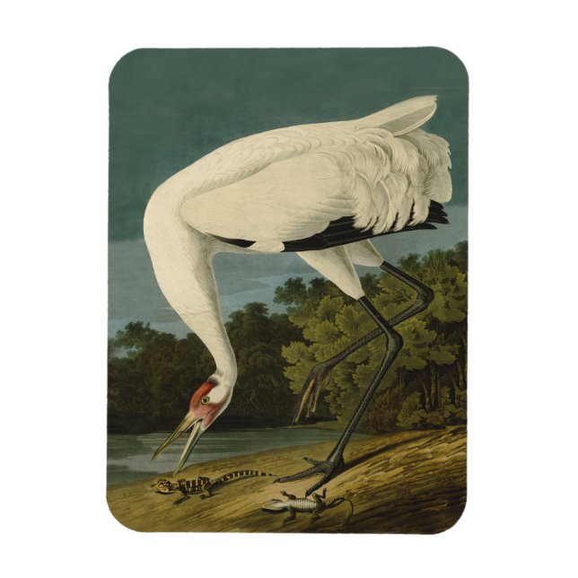 Magnet Flexible Grue blanche Audubon Peinture d'oiseaux (Vertical)