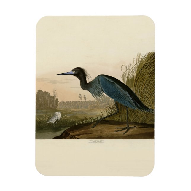 Magnet Flexible Grue Bleue Heron Audubon Peinture (Vertical)