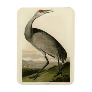 Magnet Flexible Grue de Sandhill d'Audubon's Birds of America