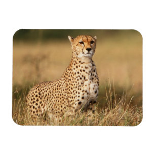 Magnet Flexible Guépard sur un petit monticule pour une meilleure