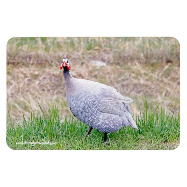 Magnet Flexible Guinée Fowl (Horizontal)