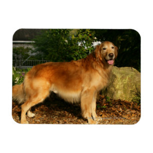 Magnet Flexible Halètement de golden retriever