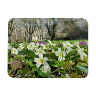 Magnet Flexible Harbinger du printemps