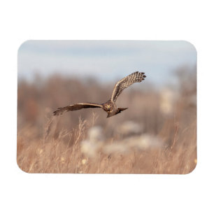 Magnet Flexible Harrier du Nord
