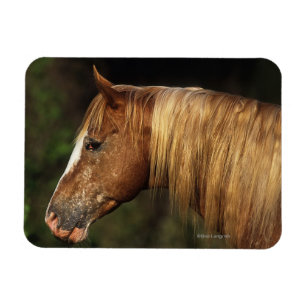 Magnet Flexible Headshot 1 de cheval d'Appaloosa