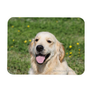 Magnet Flexible Headshot 1 de golden retriever