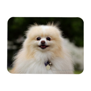 Magnet Flexible Headshot 1 de Pomeranian
