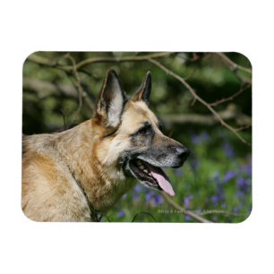 Magnet Flexible Headshot 3 de berger allemand