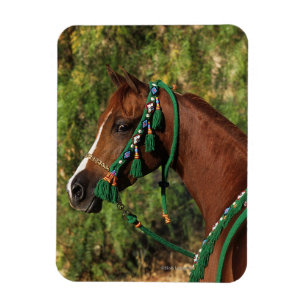 Magnet Flexible Headshot arabe de cheval avec le frein