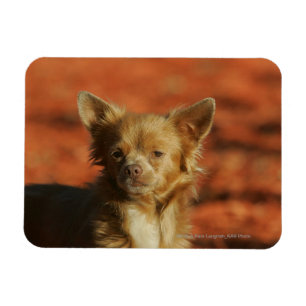 Magnet Flexible Headshot de chiot de chiwawa