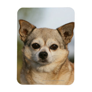 Magnet Flexible Headshot de chiwawa