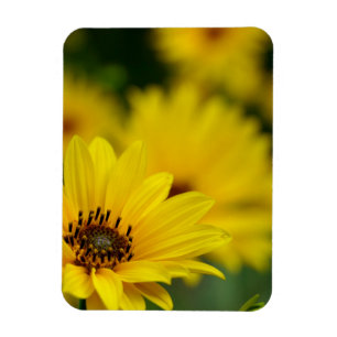 Magnet Flexible Hélénium de marguerite jaune