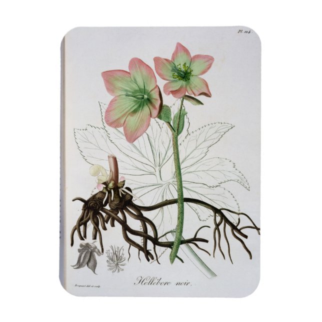 Magnet Flexible Helleborus Niger de 'Phytographie Medicale' de J (Vertical)