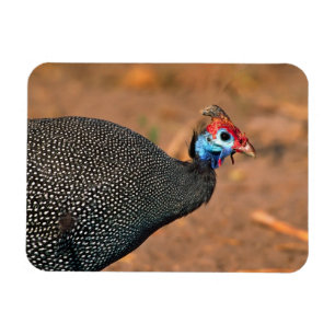 Magnet Flexible Helmeted Guinea Fowl (Numida meleagris). Afrique,