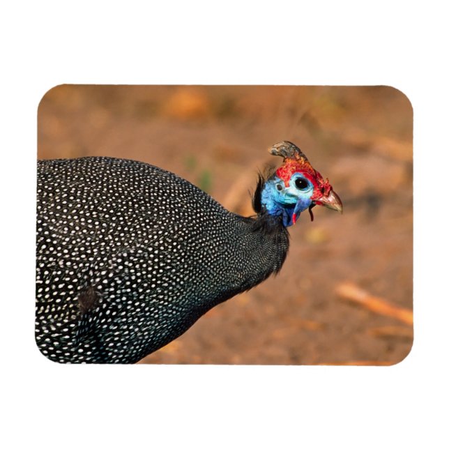 Magnet Flexible Helmeted Guinea Fowl (Numida meleagris). Afrique, (Horizontal)