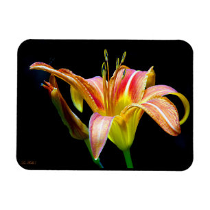 Magnet Flexible Hemerocallis sauvage lors d'une randonnée matinale