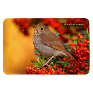 Magnet Flexible Hermite Thrush Songbird sur araignée de feu