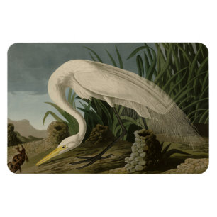 Magnet Flexible Héron blanc, Grandes aigrettes, Oiseaux d'Amérique