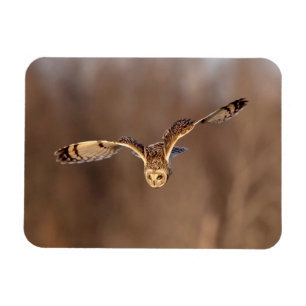 Magnet Flexible Hibou à oreilles courtes plongeant vers le sol