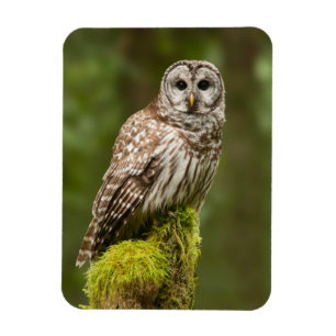 Magnet Flexible Hibou barré sur un tronçon moussu