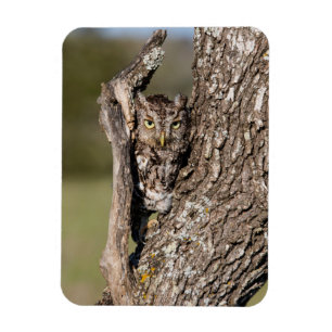 Magnet Flexible Hibou petit-duc de l'Est