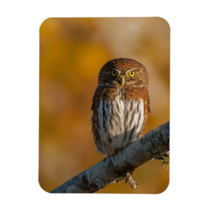 Magnet Flexible Hibou pygméen du nord