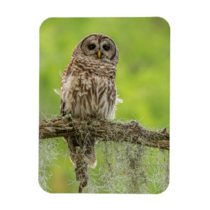 Magnet Flexible Hibou rayé sur une branche d'arbre