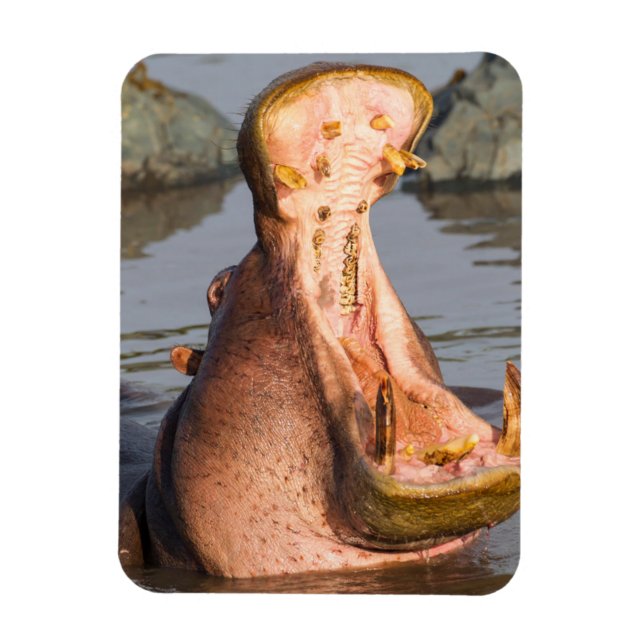 Magnet Flexible Hippopotame bâillant, Tanzanie (Vertical)