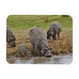 Magnet Flexible Hippopotame, Hippopotamus amphibius, Serengeti