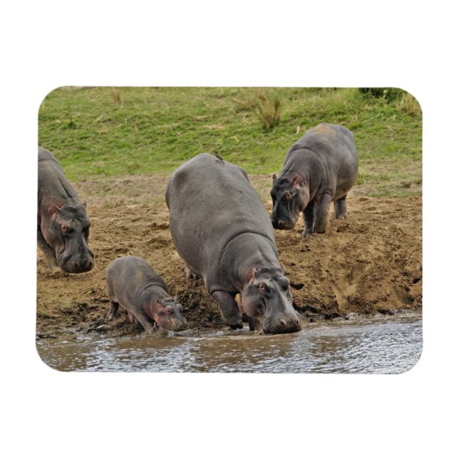 Magnet Flexible Hippopotamus, Hippopotamus amphibius, Serengeti (Horizontal)