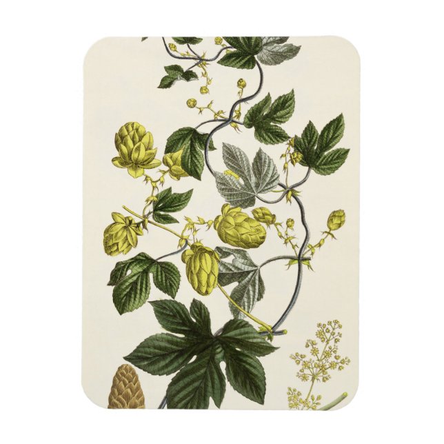 Magnet Flexible Hop Vine, de "The Young Landsman", publié par Vie (Vertical)