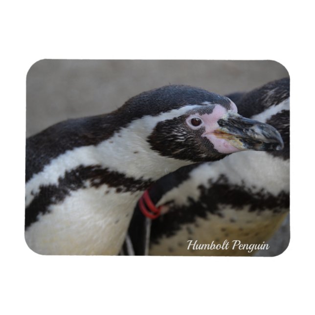 Magnet Flexible Humbolt Penguin au zoo de Drusillas dans l'est du  (Horizontal)