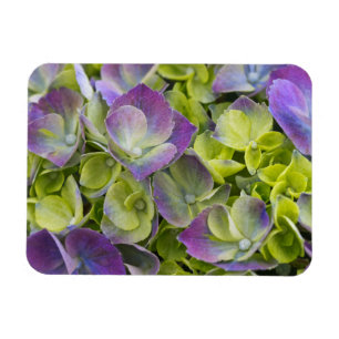 Magnet Flexible Hydrangea du jardin de Keukenhof