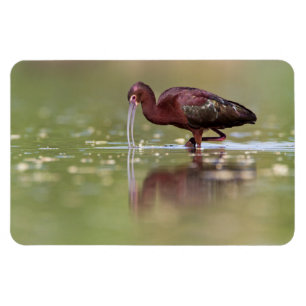 Magnet Flexible Ibis dans les étangs