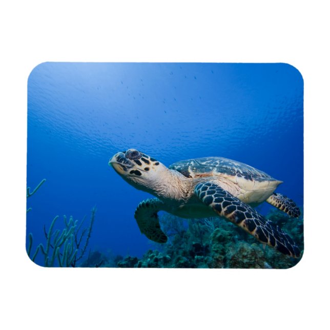 Magnet Flexible Iles Cayman, Île Little Cayman, Sous-marin 2 (Horizontal)