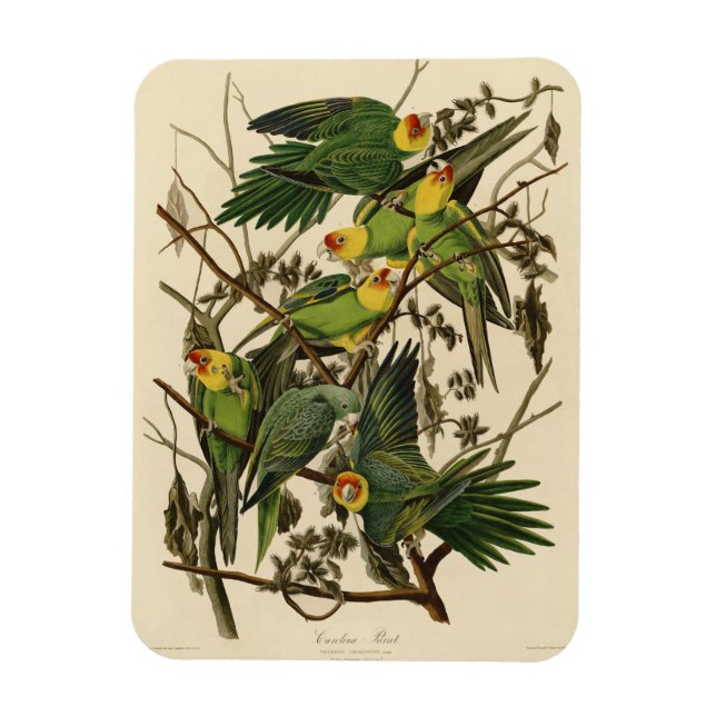 Magnet Flexible Illustration Audubon Carolina Parrot Bird (Vertical)