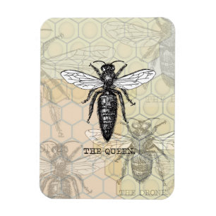 Magnet Flexible Illustration d'antiquité de l'insecte de la reine 