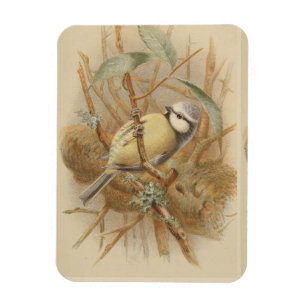 Magnet Flexible Illustration vintage de mésange bleue