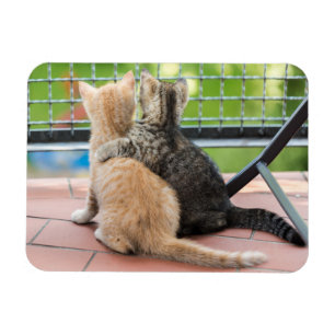 Magnet Flexible Images de Getty deux chatons sur un balcon