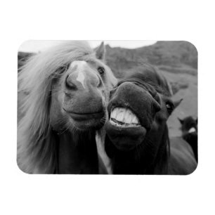 Magnet Flexible Images Getty   Chevaux souriants