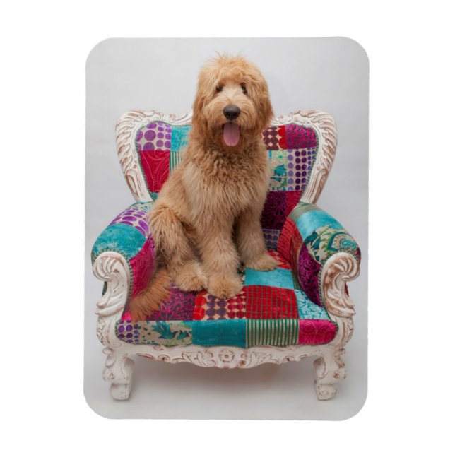 Magnet Flexible Images Getty | Cute Goldendoodle (Vertical)