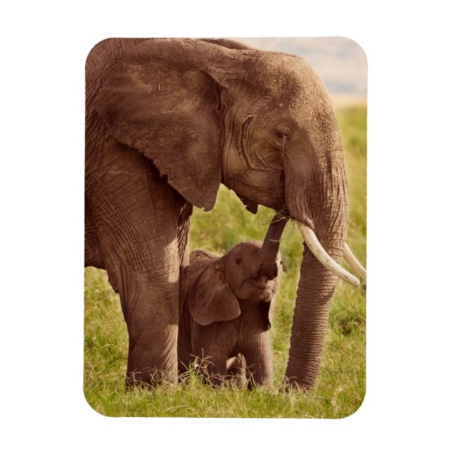 Magnet Flexible Images Getty | Elephant & bébé (Vertical)