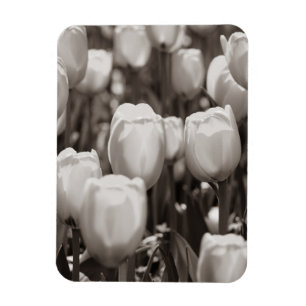 Magnet Flexible Impression photographique de tulipes rouges. aiman