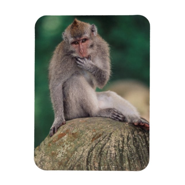 Magnet Flexible Indonésie, Bali, Ubud, Macaque à longue queue (Vertical)